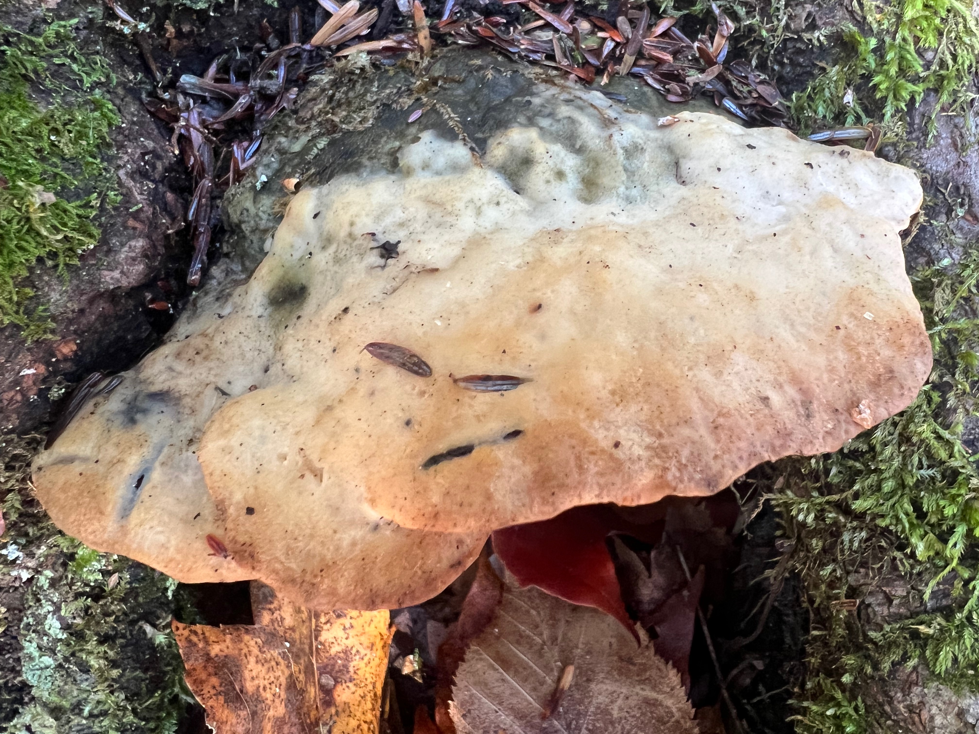 Phaeolus schweinitzii